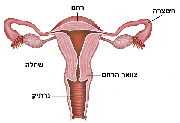 סרטן השחלות (הגדל)